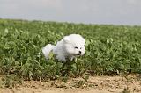 BICHON FRISE 216